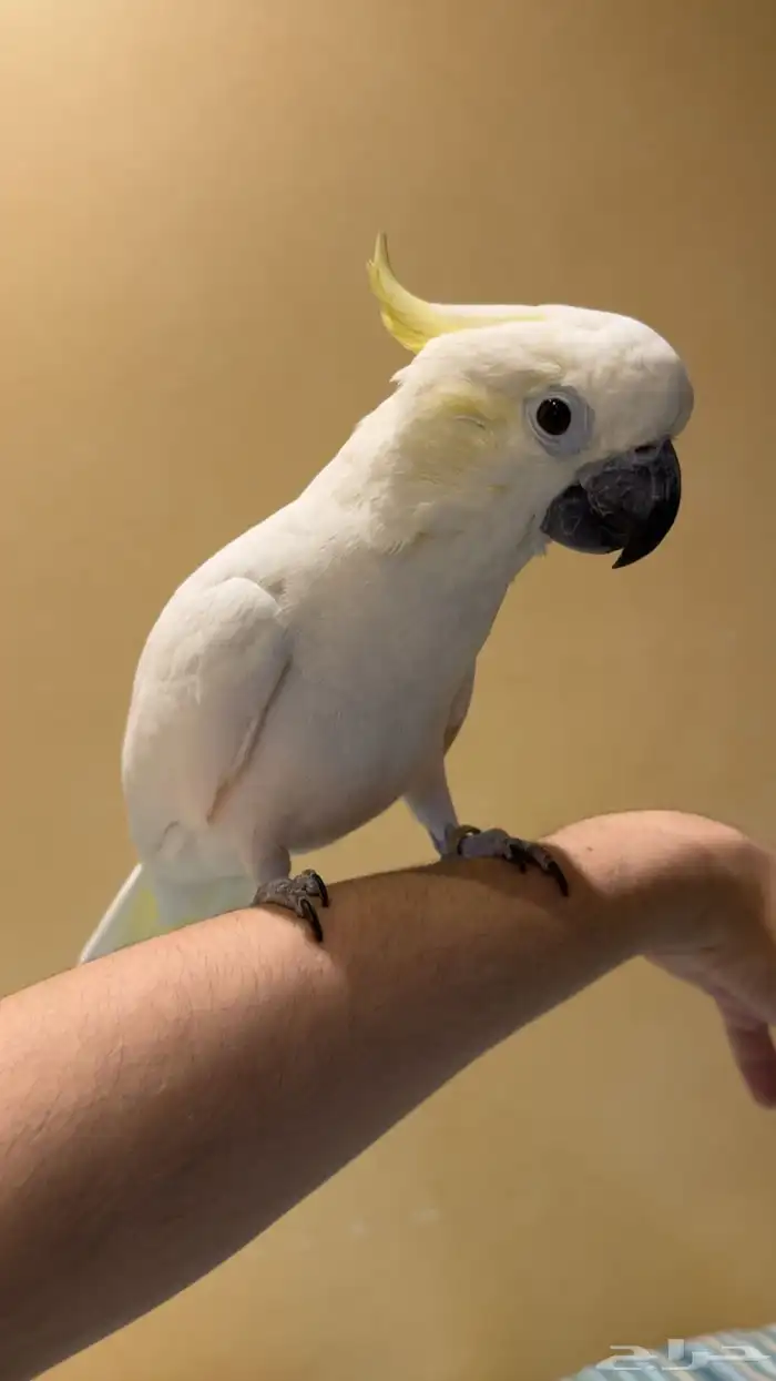 كوكاتو ليزر 1