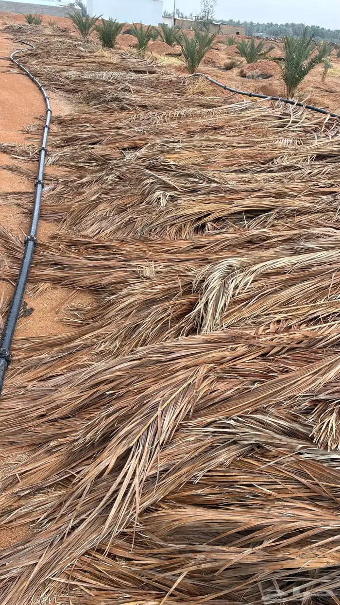 سعف نخيل كمية كبيرة 1
