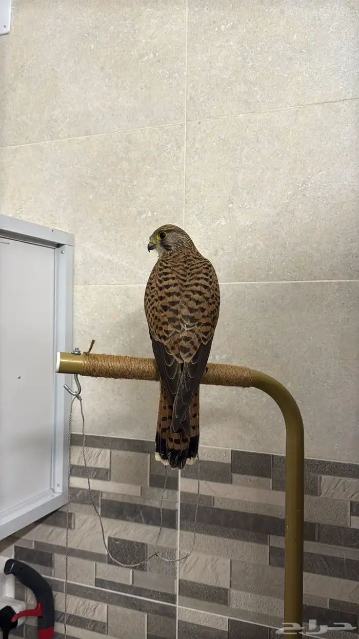 شبوط او باشق او عوسق 3