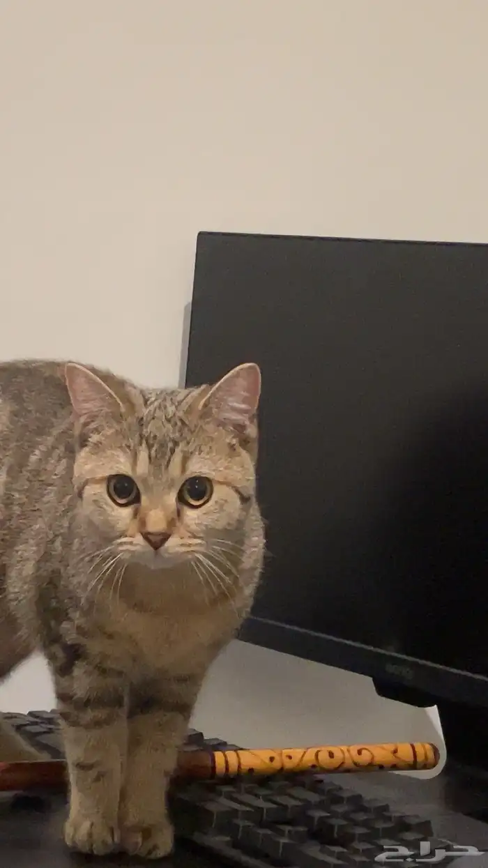 قطه للتبني 19