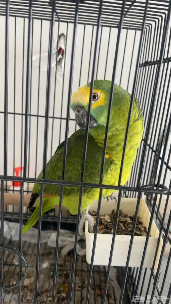 بغبغاء امزوني 0