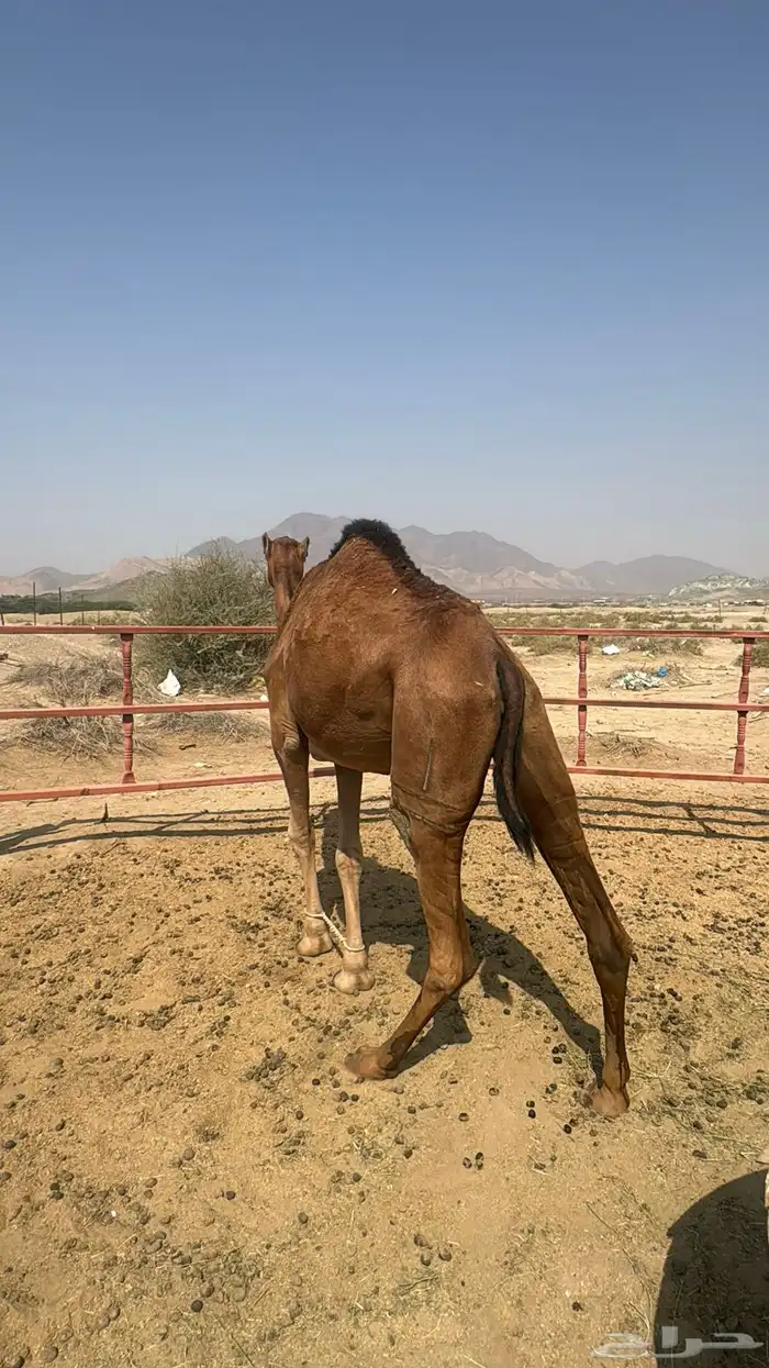 للبيع بكره ثنيه حمرا ساحلية حد 7 الاف 11