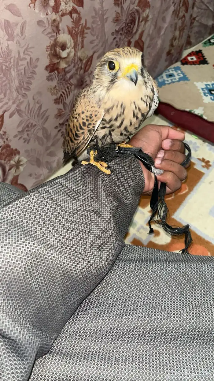 شبوط ضايع مني فيه سبوق الي يمسكه يتواصل معي 0