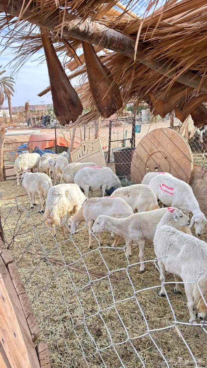 غنم حري للبيع 3