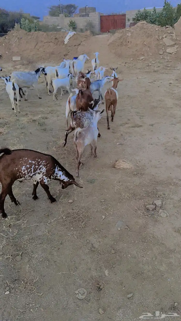 ماعز جنوبي نوع فاخر للبيع 9