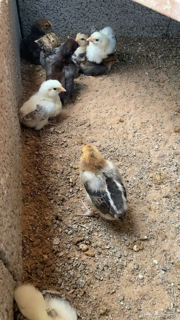 صوص دجاج بلدي 2