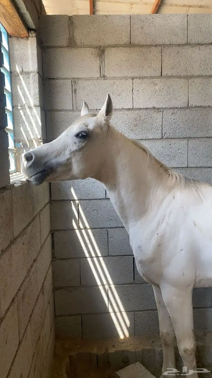 يوجد حصان عربي شريحه مشروط من كل شي 0