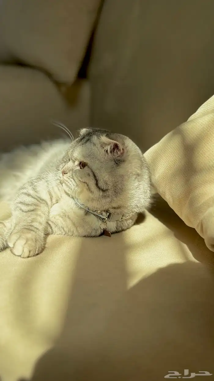 قطوه سكوتش فولد للبيع 4