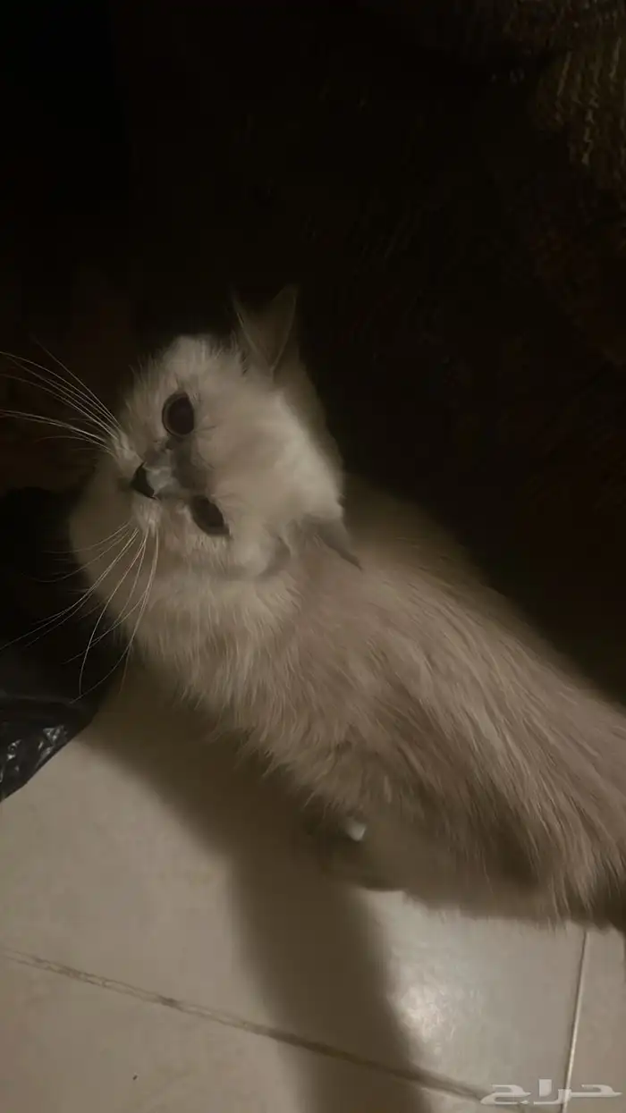 قطه هملايا مع اطفالها واغراضها للبيع 3