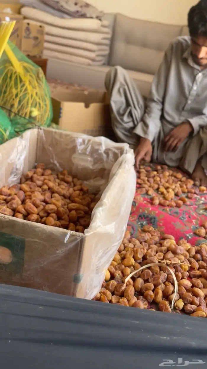 اخلاص اوشيقر انتاج السنه حجم الحبه طيبه وكبيره 3