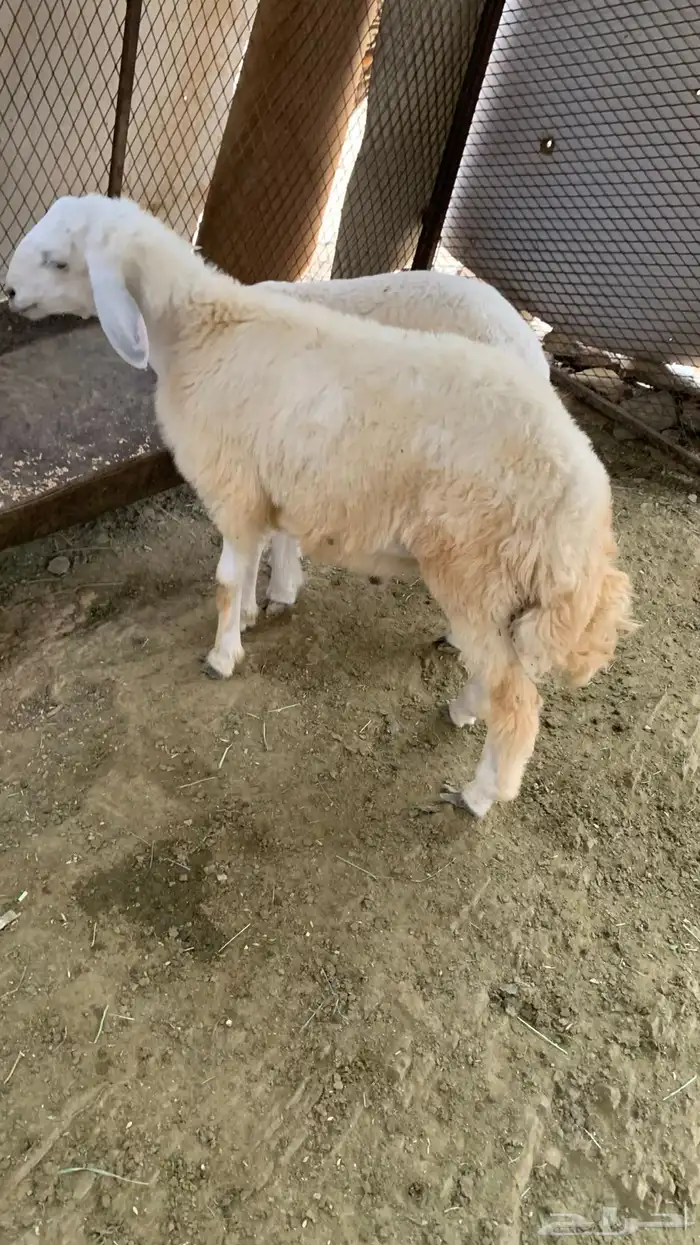 طليان جوايد 0