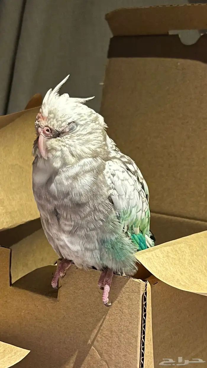 كروان انثى مفقوده الي يلقاه له مبلغ مالي 5