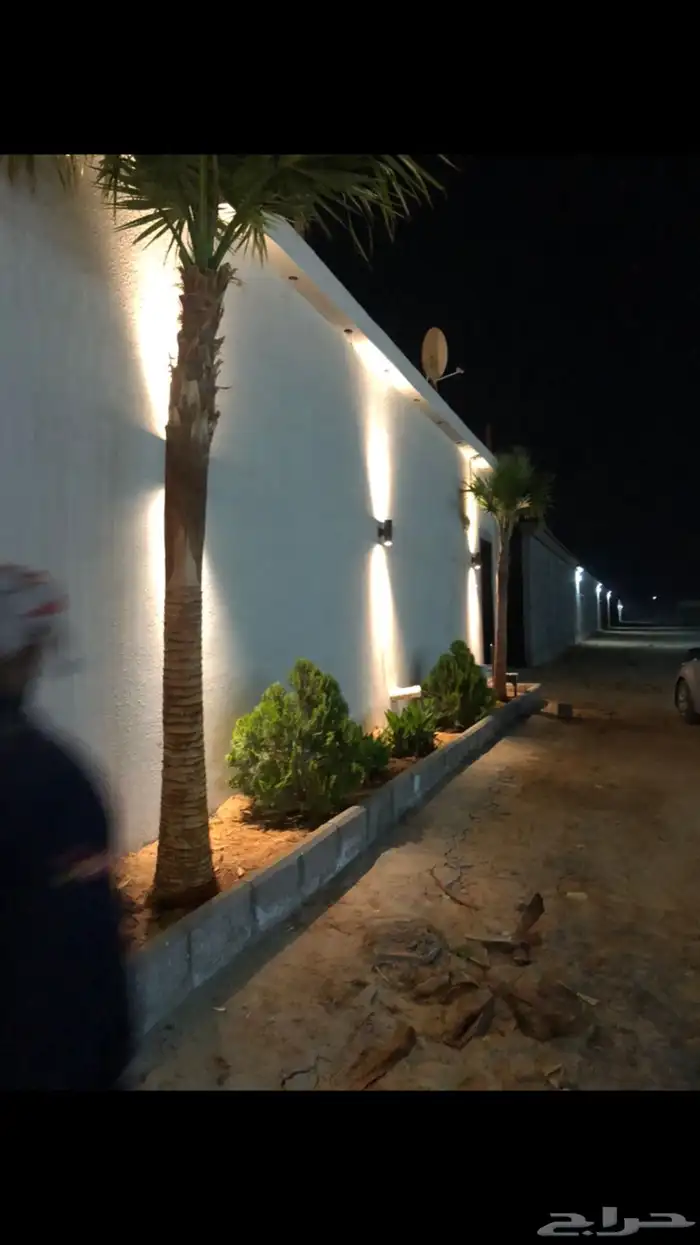 نخيل امريكي زينه نخيل واشنطنيا زينه 23