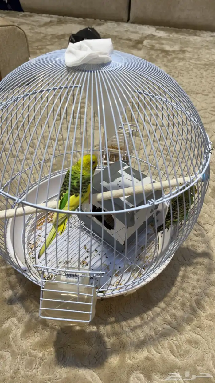 طيور الحب ذكر وانثى مع القفص 1