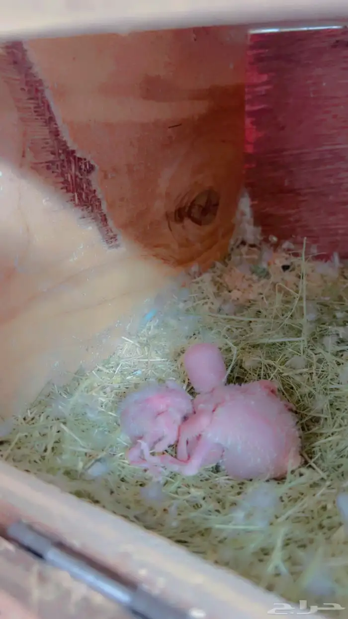 زوج روز البينو مع فرخين 2