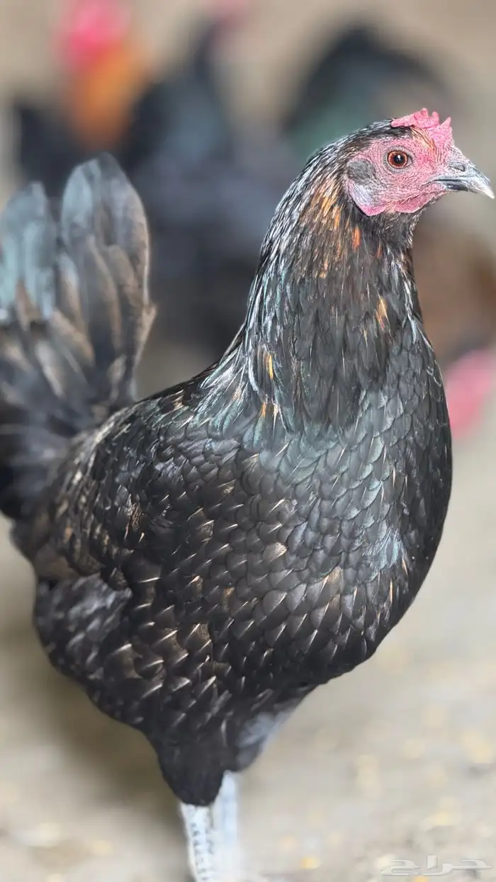 دجاجات بياضات 1