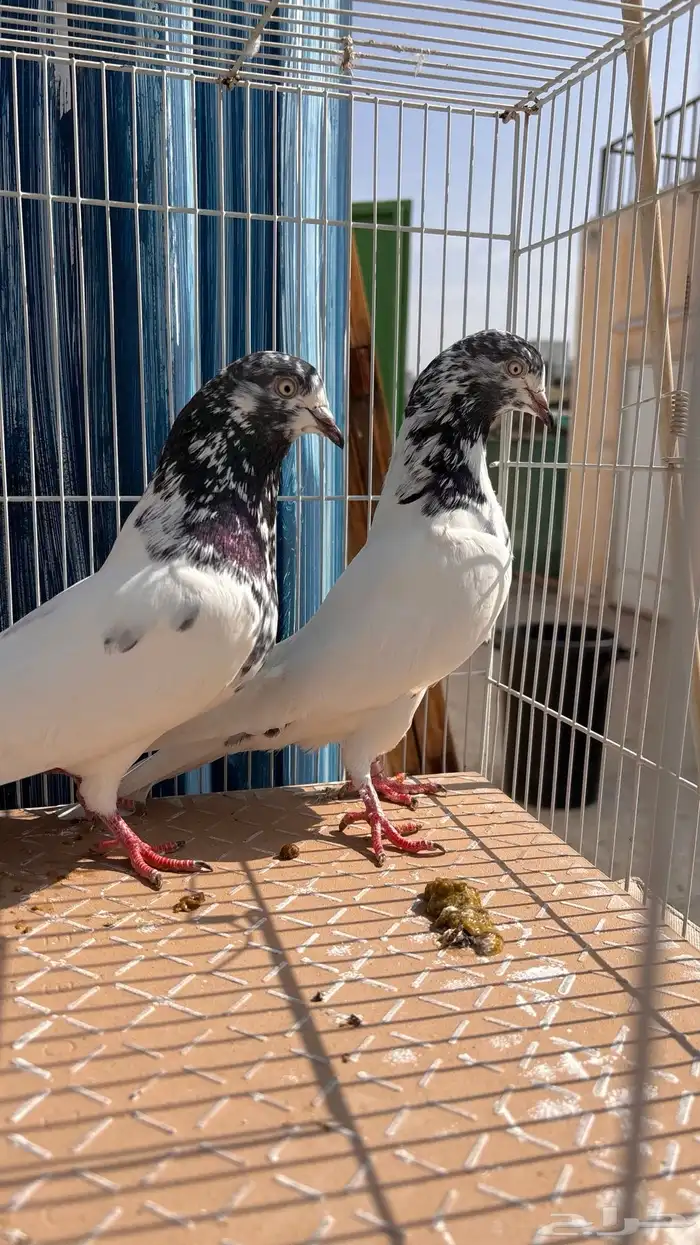 للبيع طبات تيدي جونسرة كوبرا فواخر 6