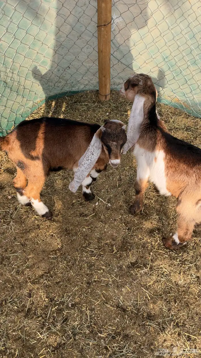 تيوس العدد 2 0