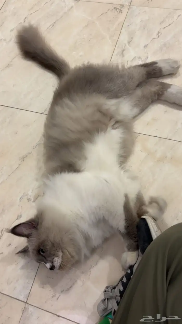 قطو هملايا للتبني 1