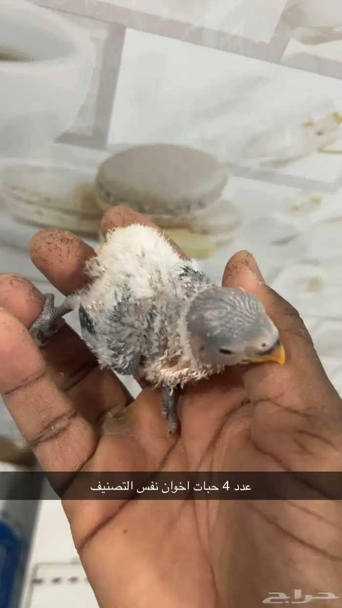 فروخ روز غر من انتاجي 2