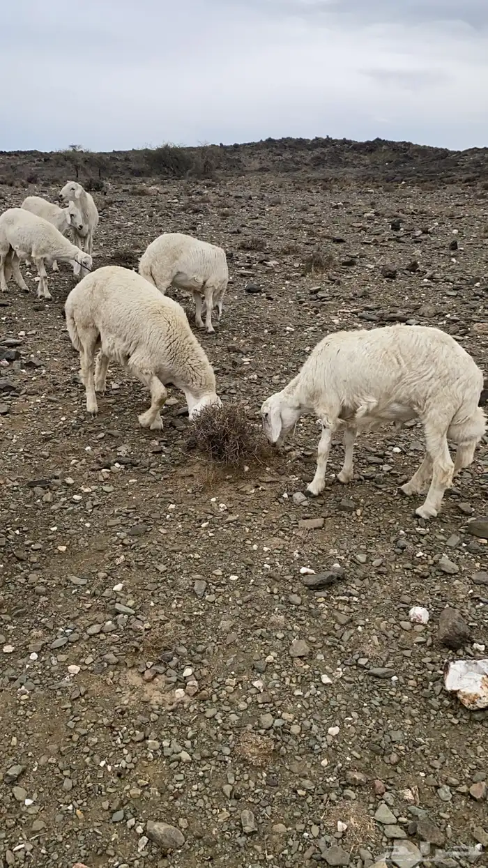 طليان للبيع 1