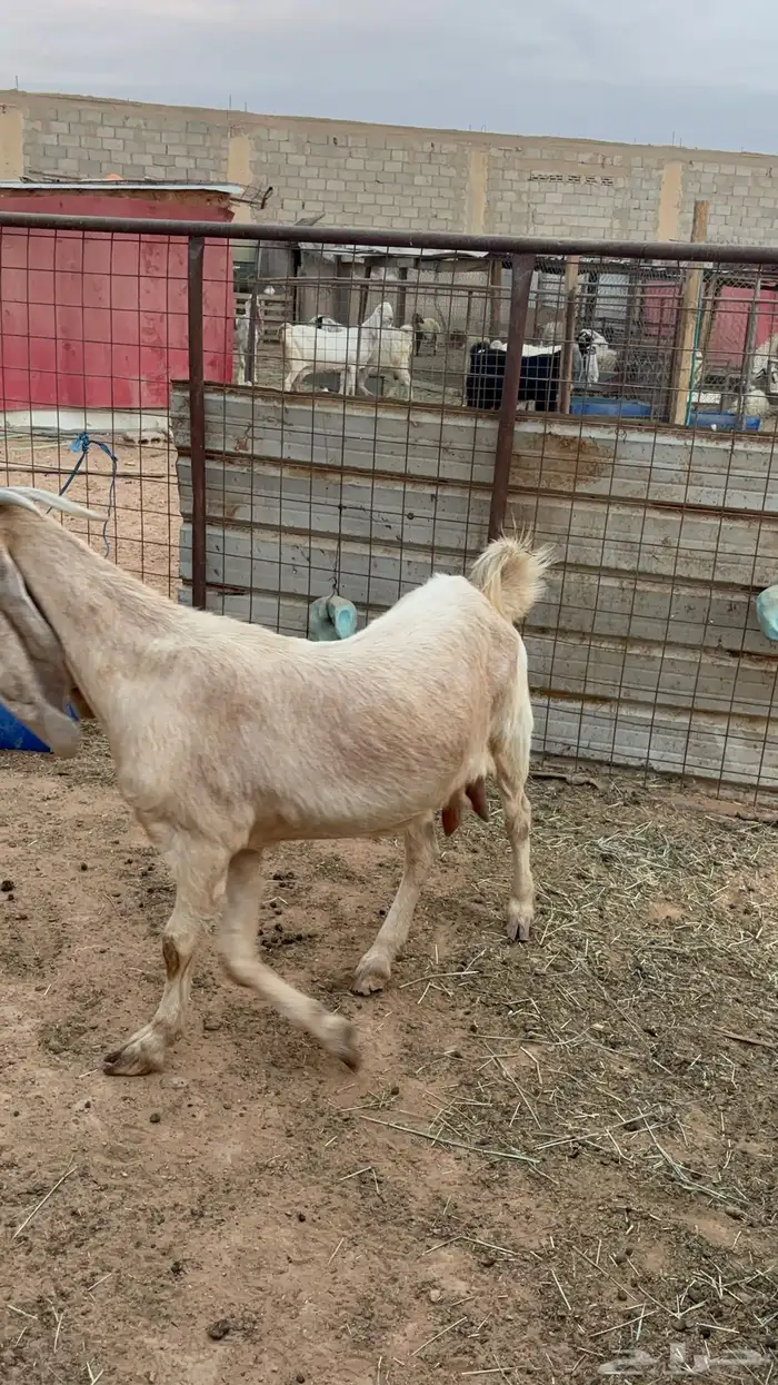 معزاء مشاريك 6