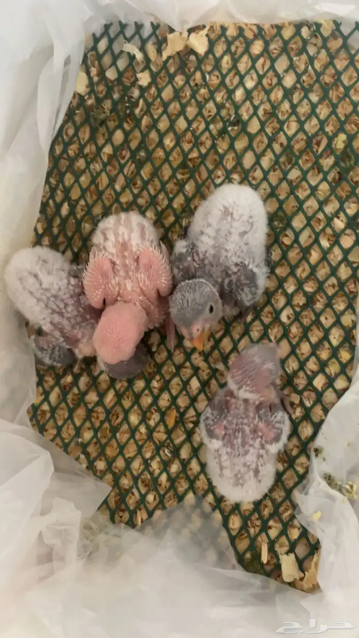 عشر فروخ روز جملة وتفريد 1