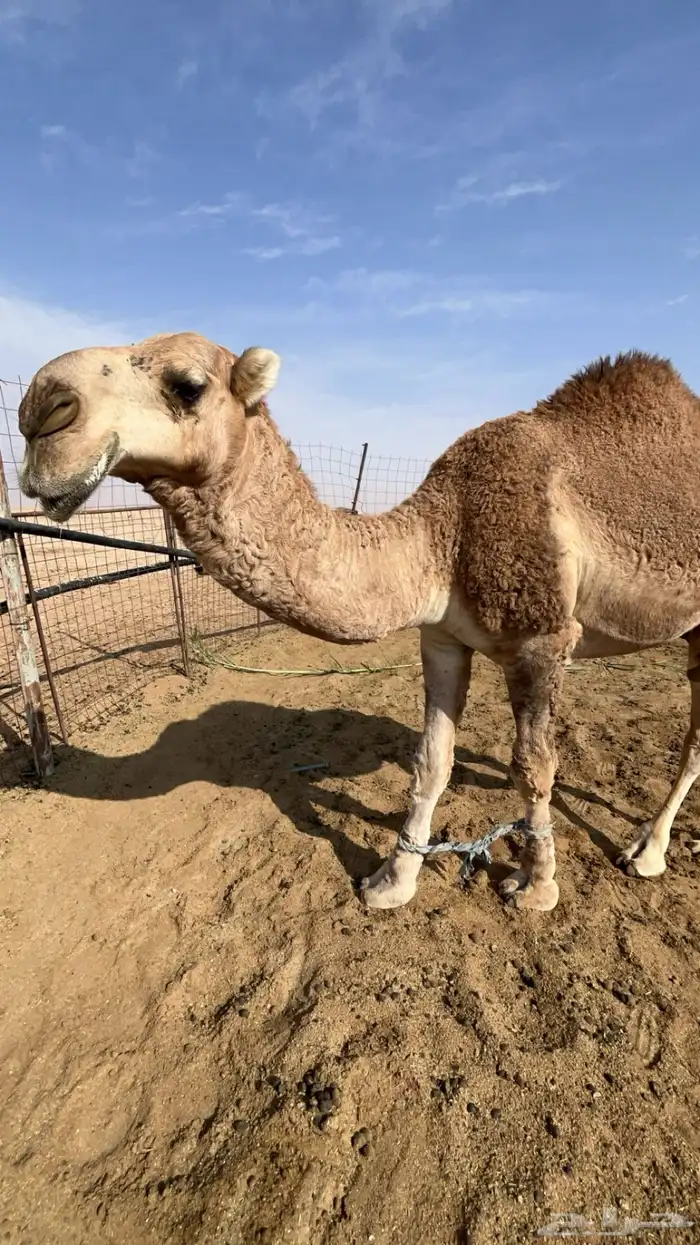 قعود باقي له شهرين تقريبا ويصير لقي 3