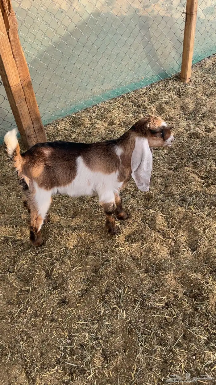 تيوس العدد 2 2