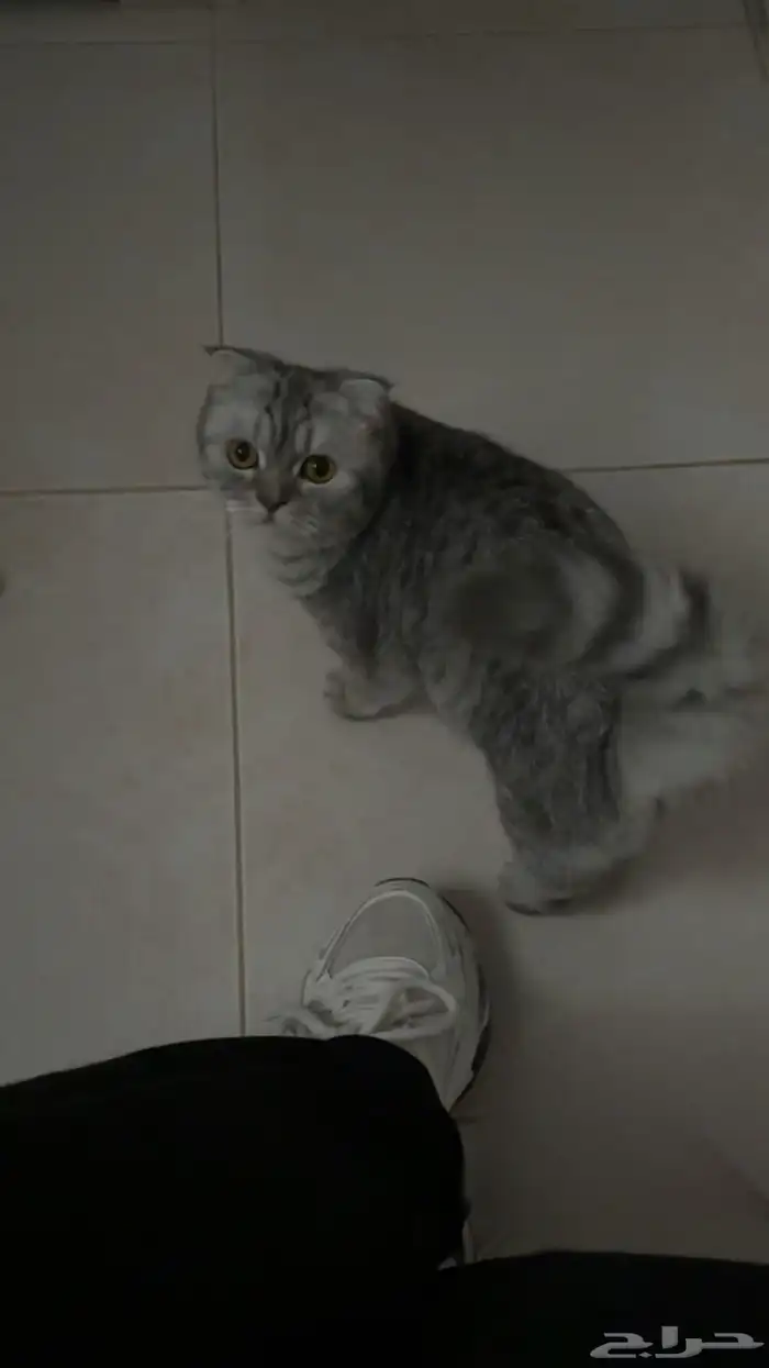 قطوه سكوتش فولد للبيع 1