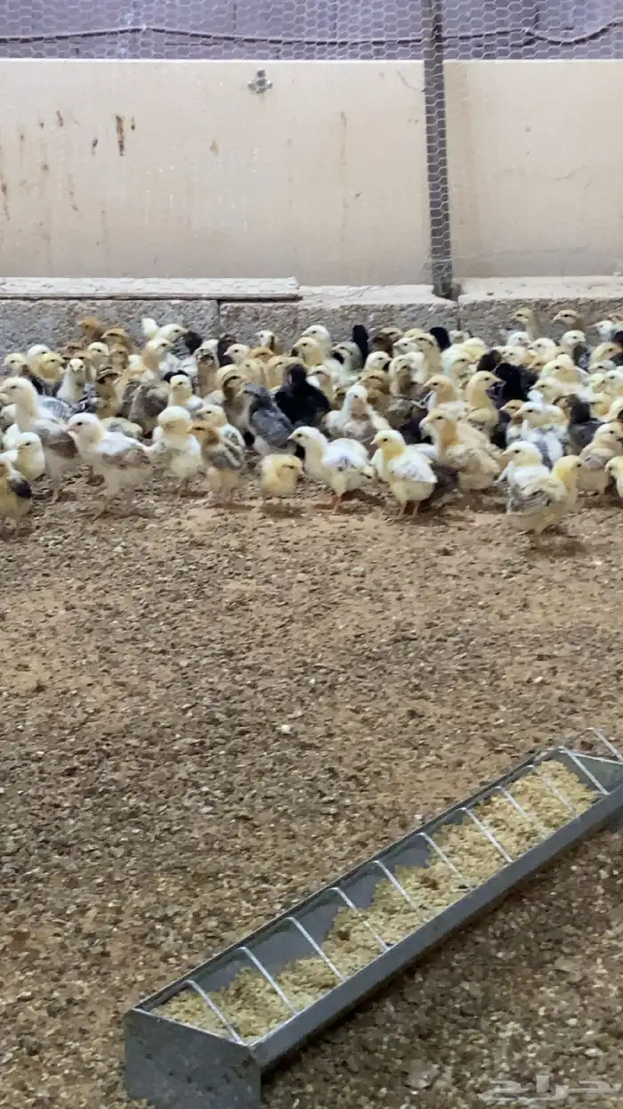 صوص دجاج بلدي 3