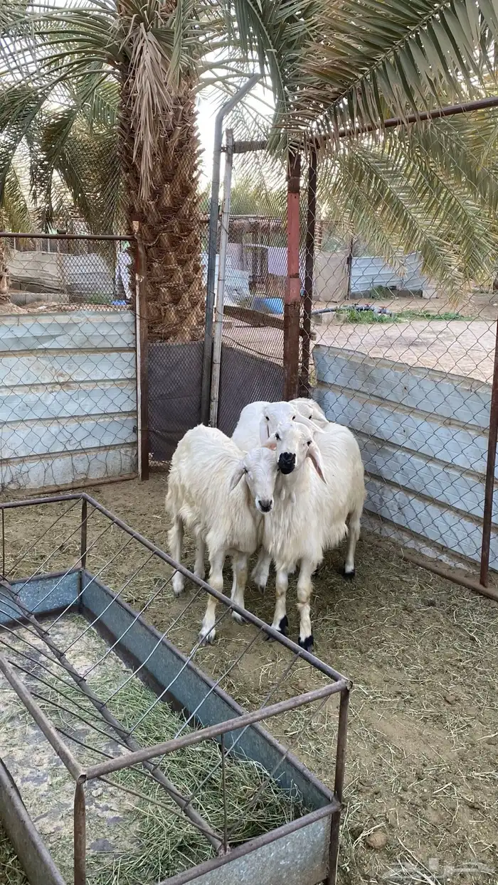 خرفان صفر بلدي 1