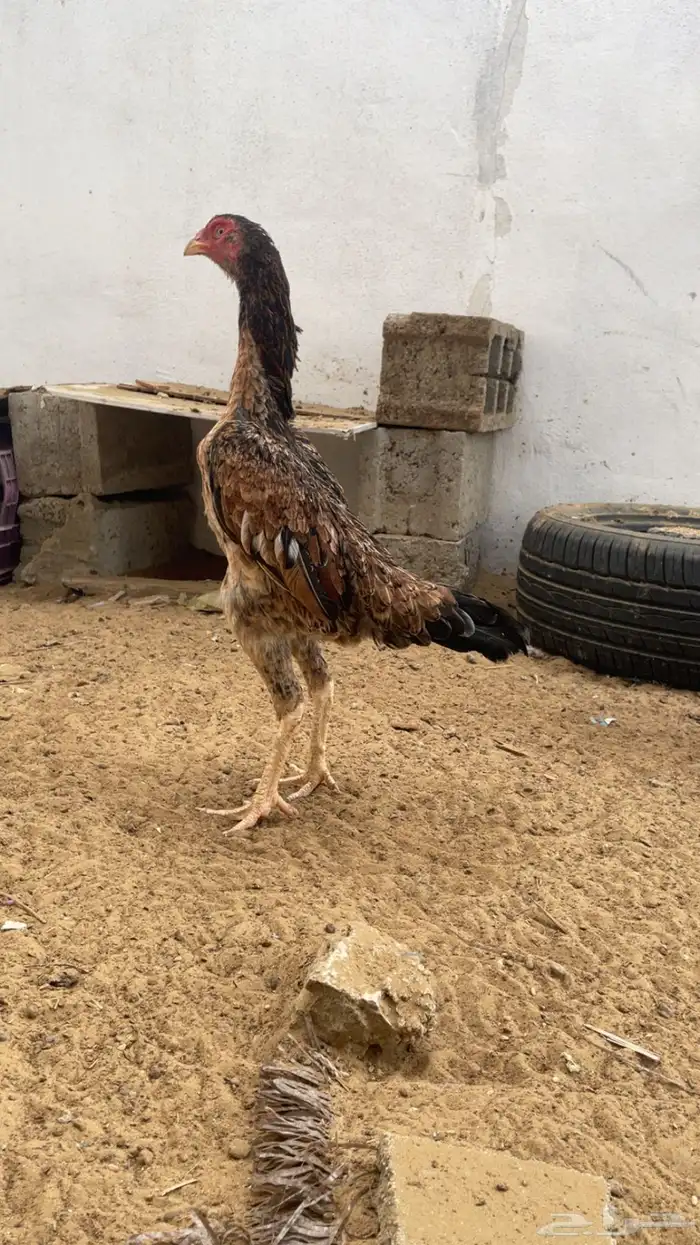 دجاج شامو ياباني 1