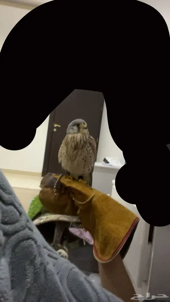 باشق للبيع متدرب وصحته ممتازه مع وكر ودس وسبوق 3