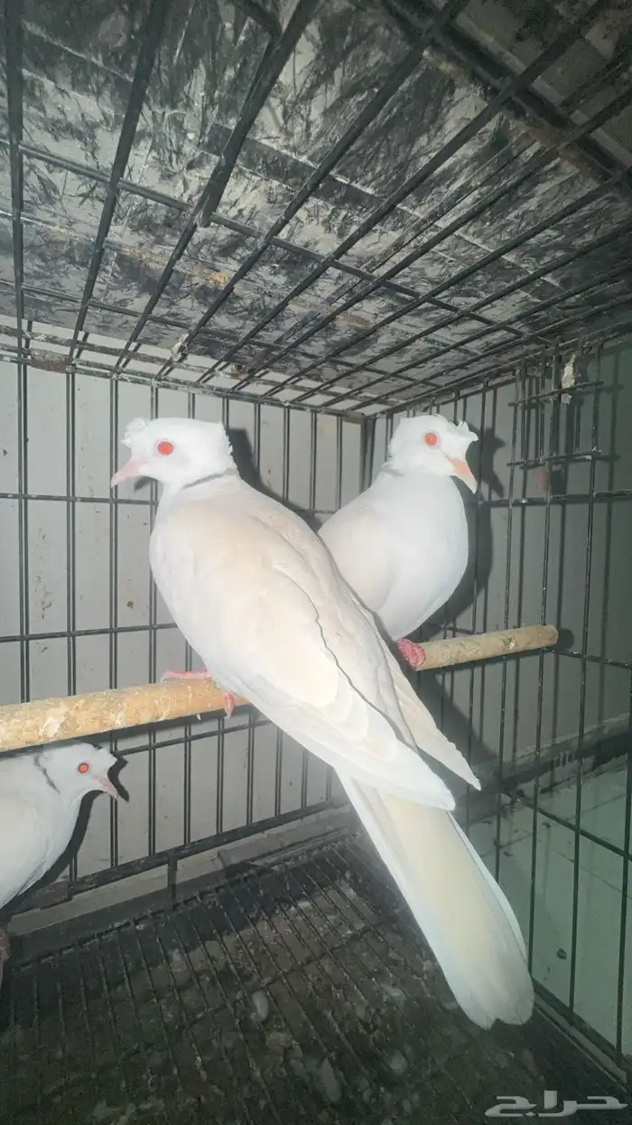 اجواز ياكريم دبل كرست 1