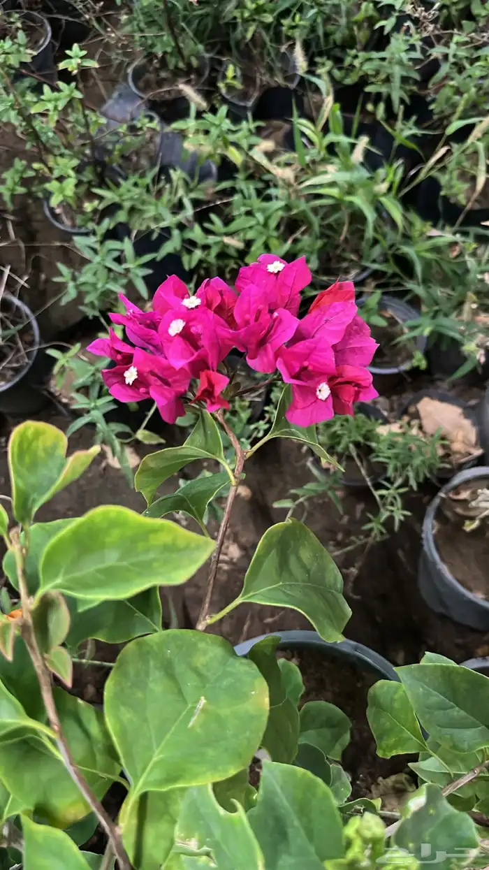 الطائف. الحوية رحاب 8