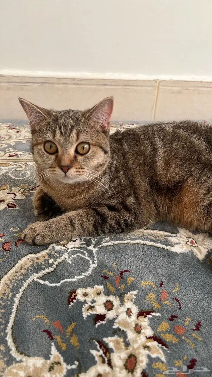 قطه للتبني 17