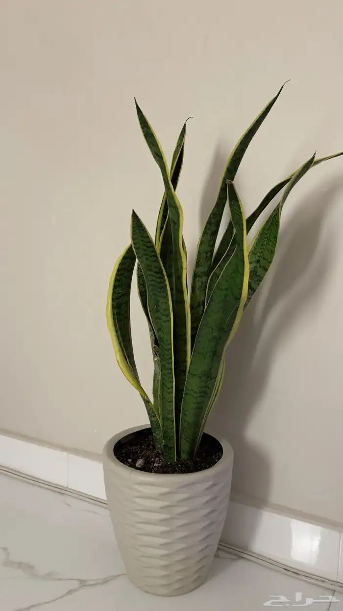 نبته جلد النمر 0