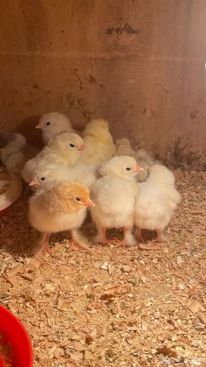 للبيع صيصان براهما 0