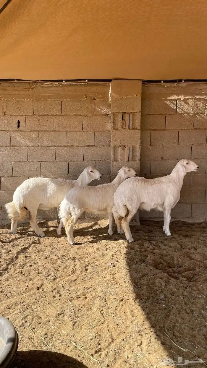 رخال حريات 0