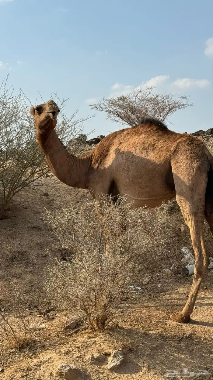 ناقه حمرا على ضراب 0