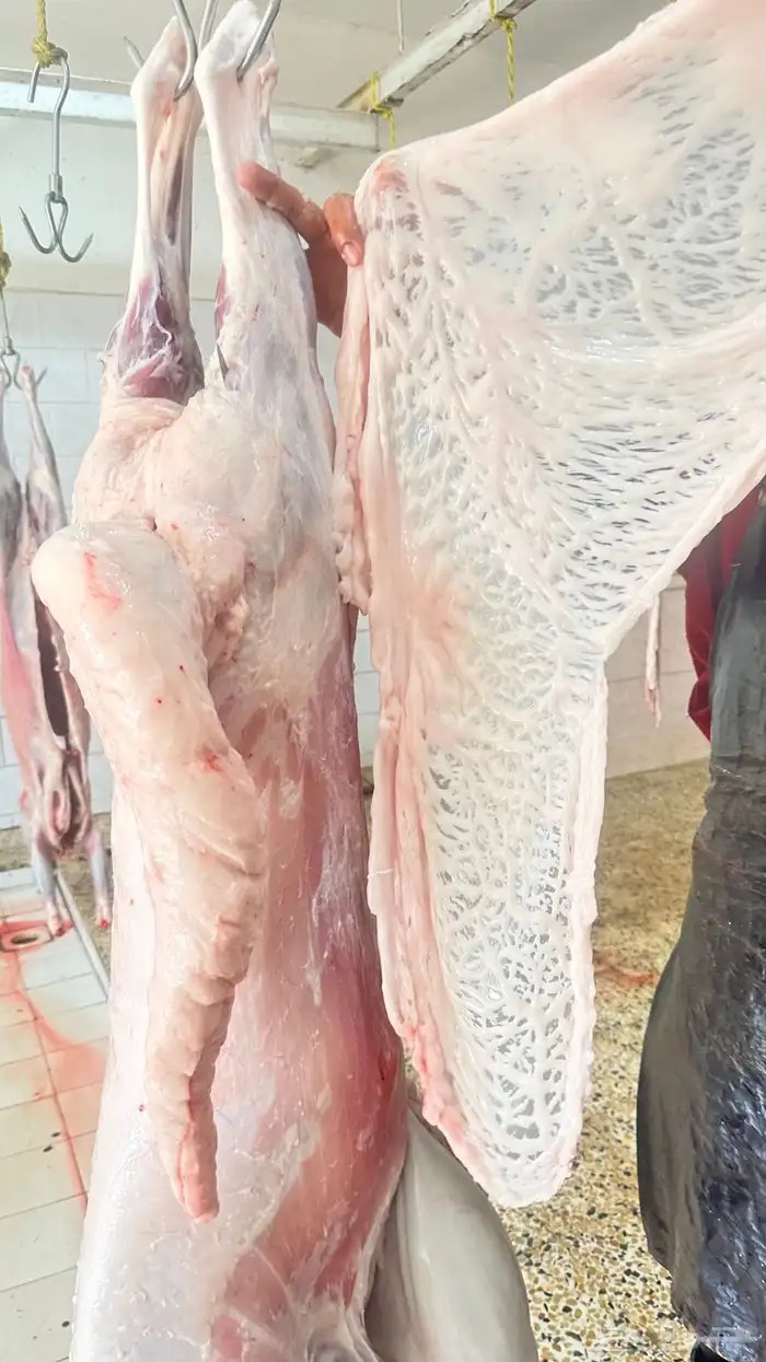 خرفان سواكن مخص اه تربيه شرق خميس مشيط 3