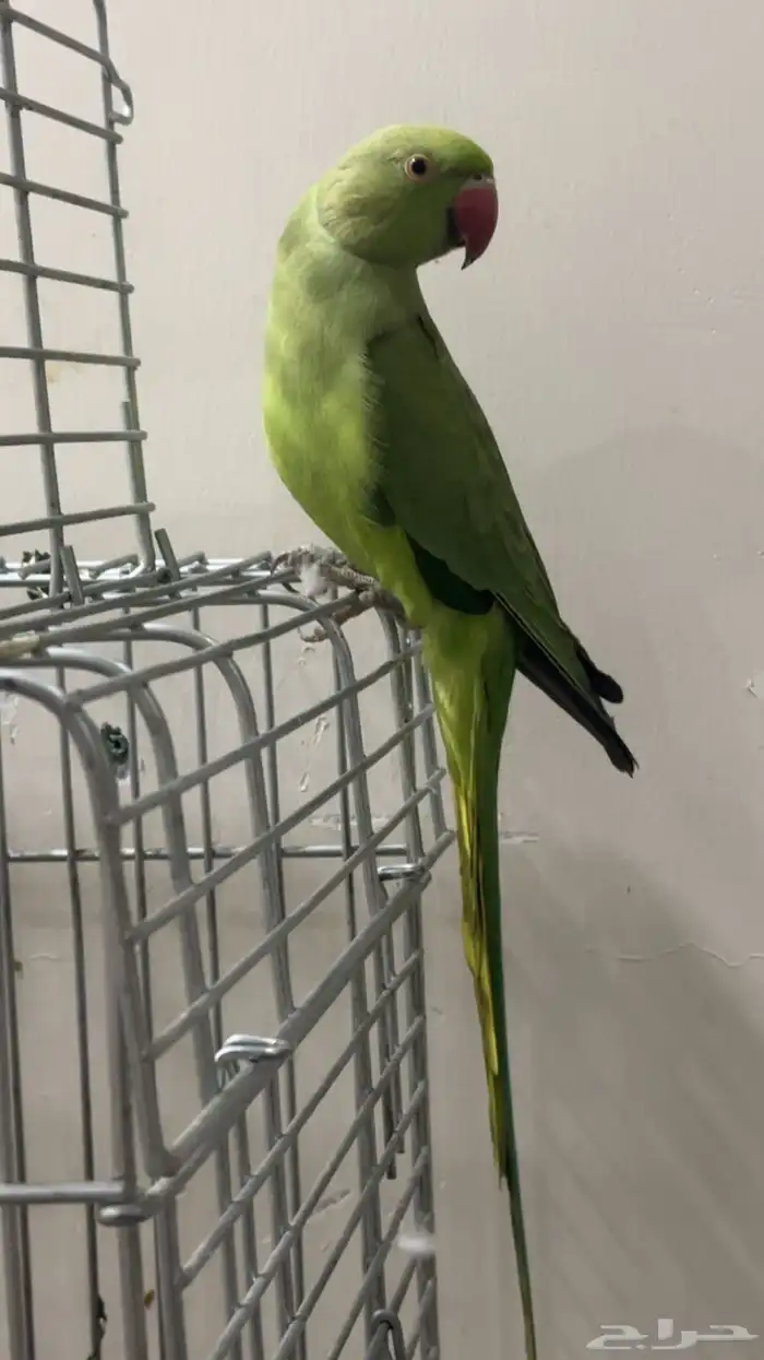 طير الدره هندي 0