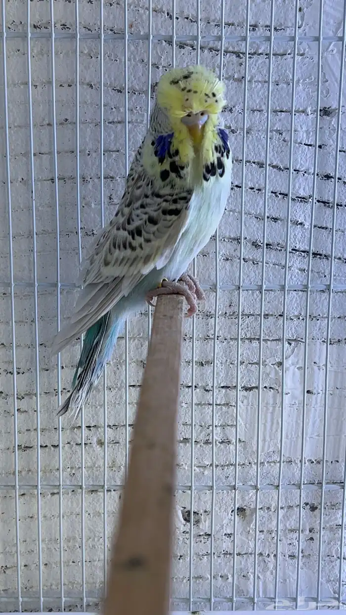 بادجي انجليزي 1