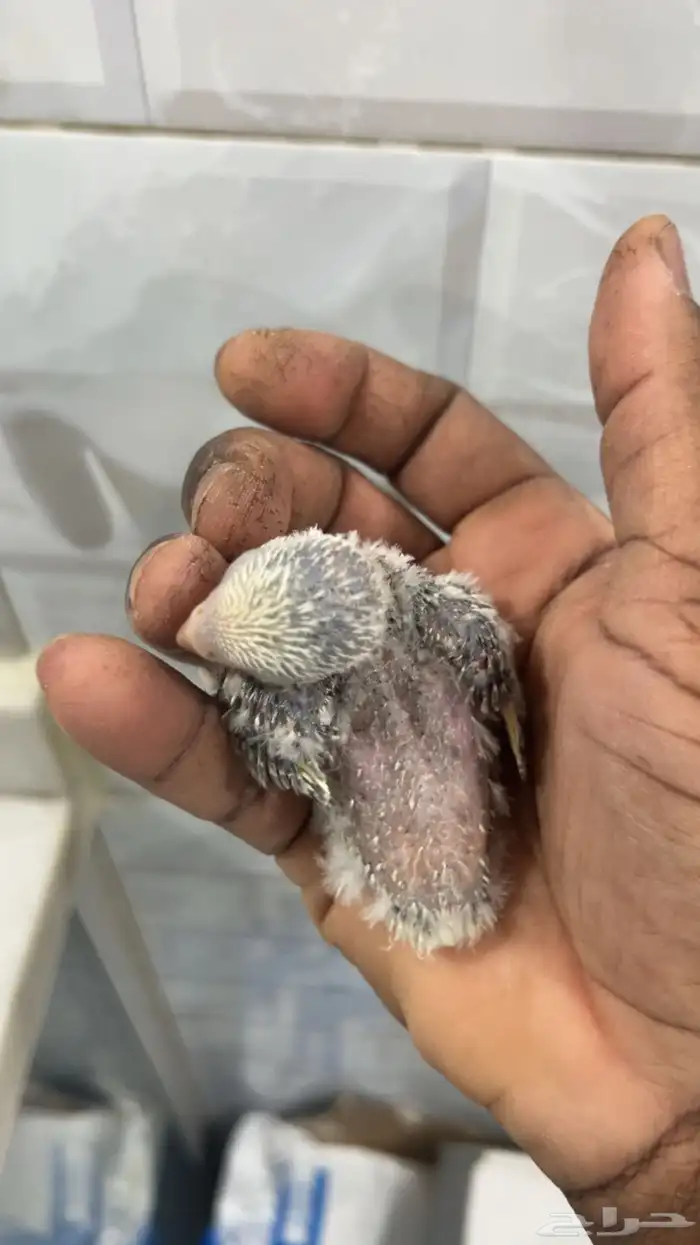 فروخ روز غر من انتاجي 3