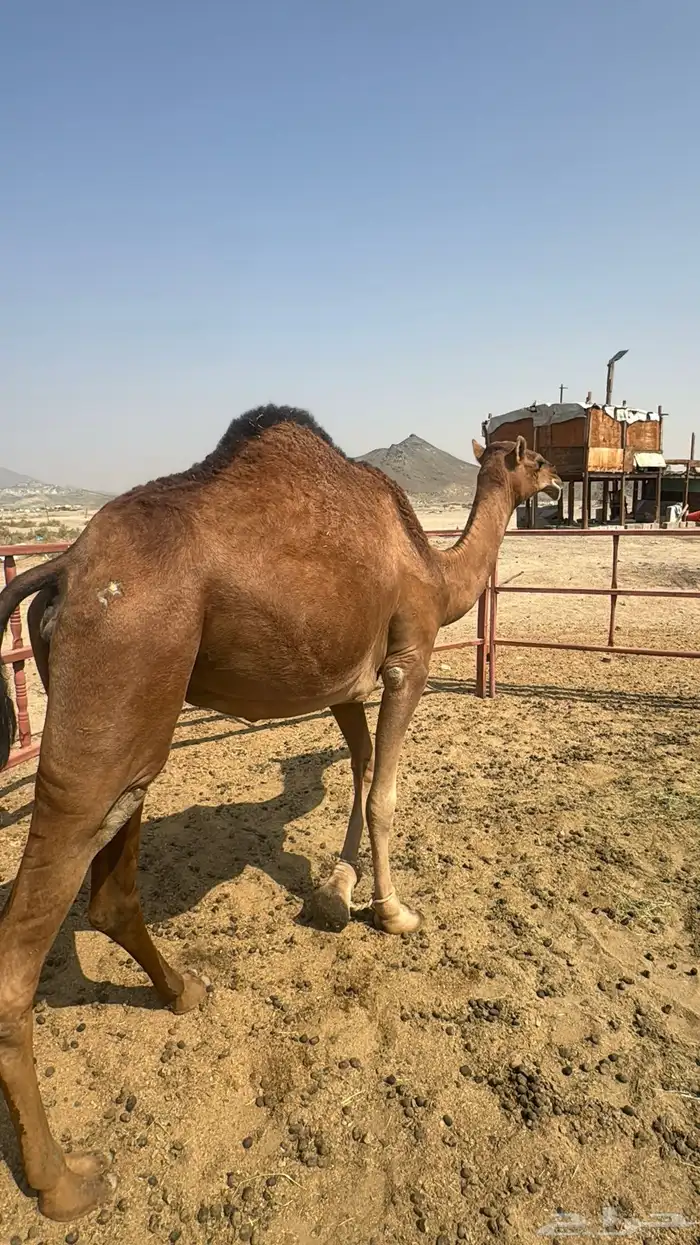 للبيع بكره ثنيه حمرا ساحلية حد 7 الاف 13