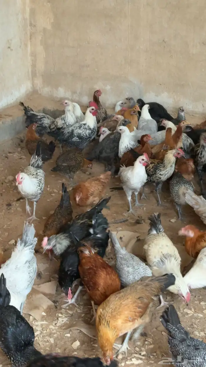 للبيع دجاج 0