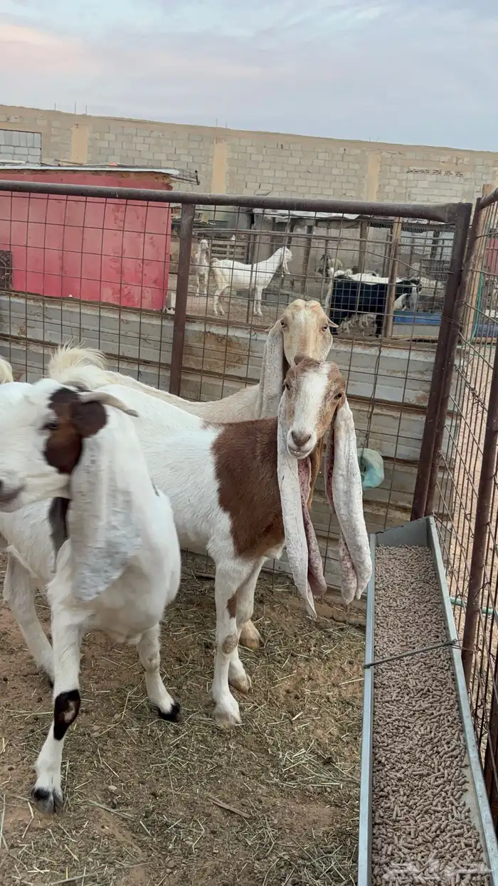 معزاء مشاريك 7