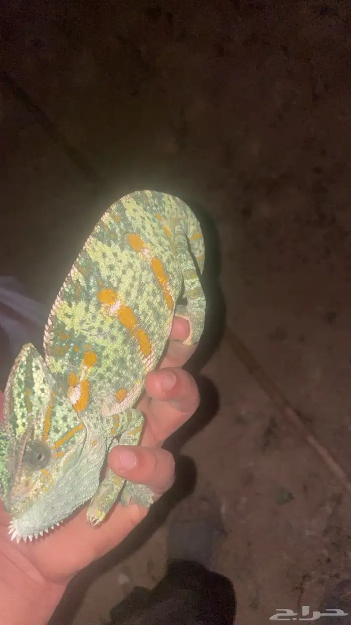 حرباء بيع بلجمله يتوفر حجم وسط كبير 1