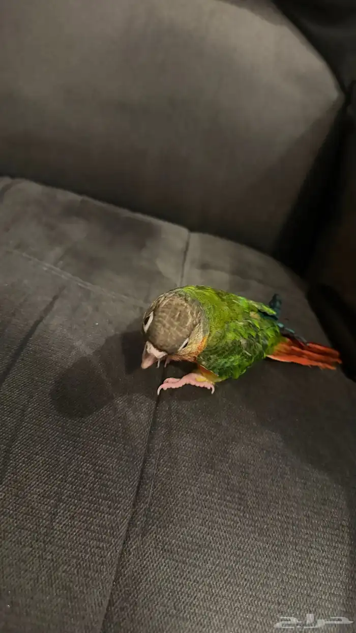 كنيور يلو سايد 3